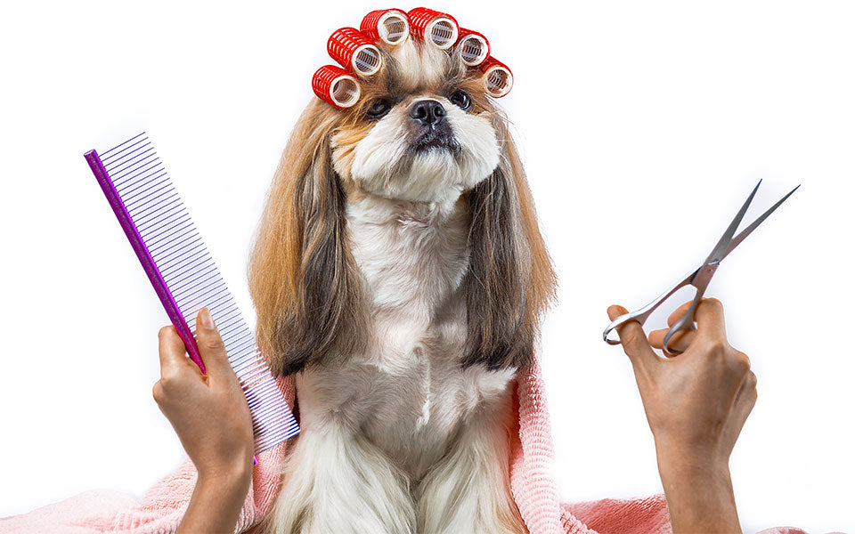 dog wearing hair rollers getting a haircut