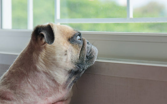 sad pug looking out a windowsill