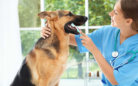 big dog sits while nurse brushes its teeth