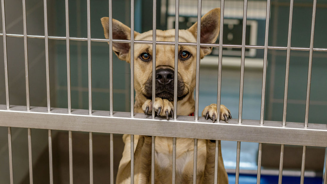 Fostering Dogs: What You Need to Know