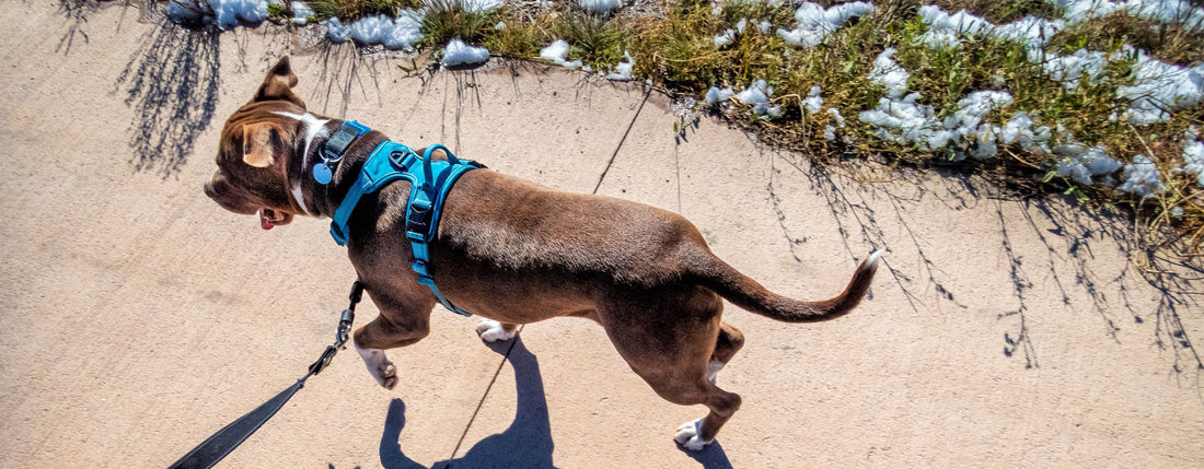 Benefits of Harness Leash vs. Neck Collar Leash