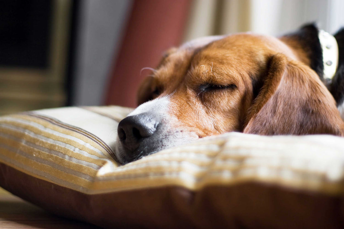 sleeping dog