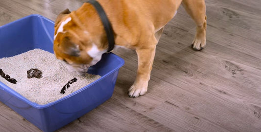 Stop Your Dog From Eating Cat Stools with Outta My Box