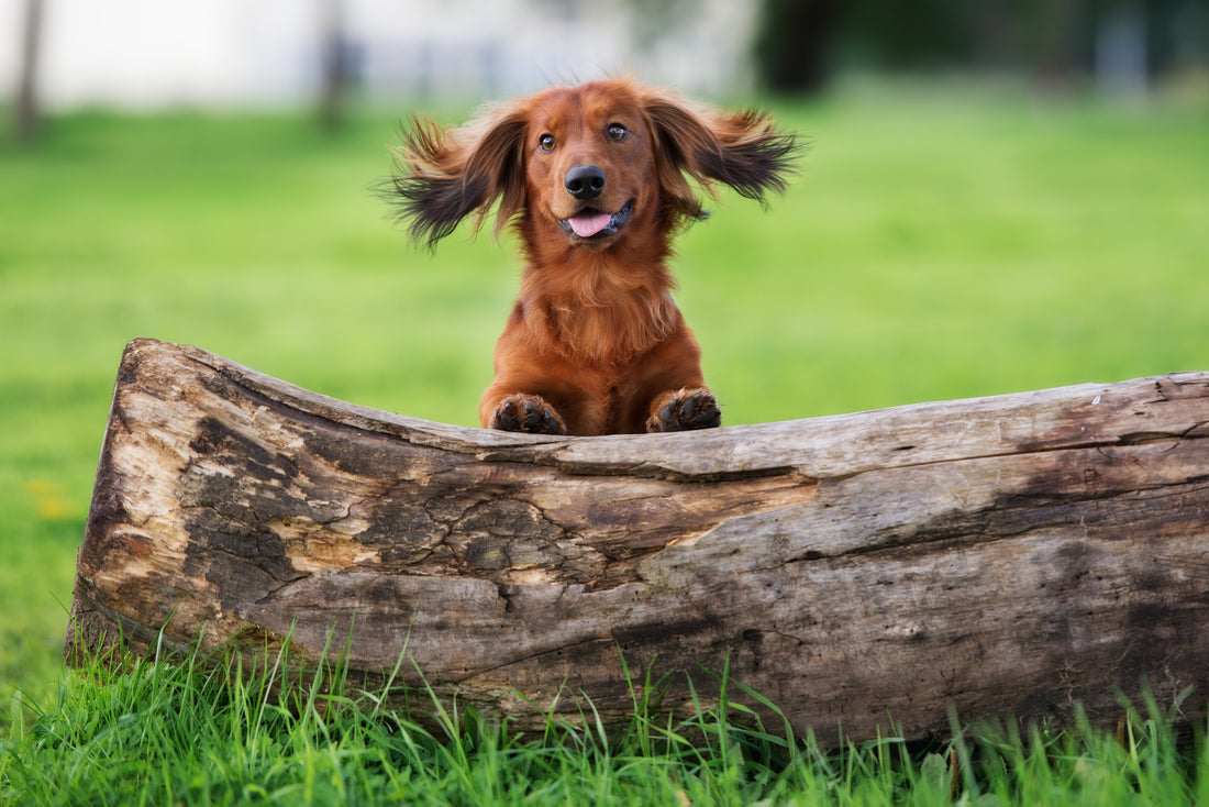 happy puppy propped up on a log