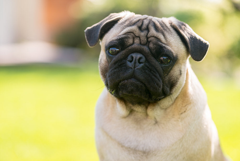 pug staring at camera