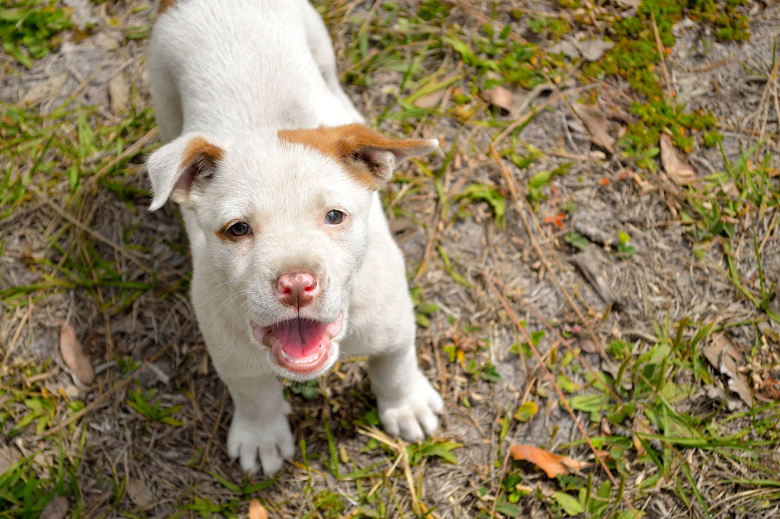 How To Stop Dog Barking