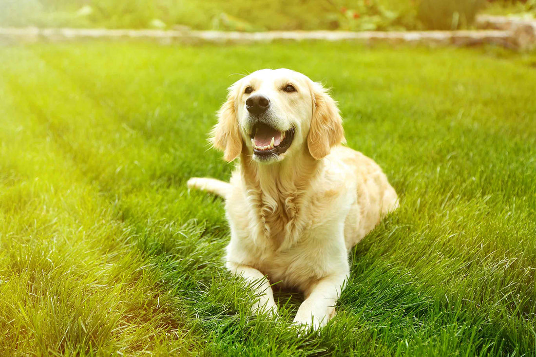 golden retriever lays on grass field