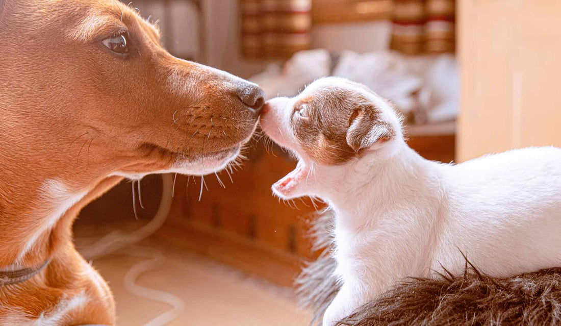 How To Introduce Dogs to Each Other