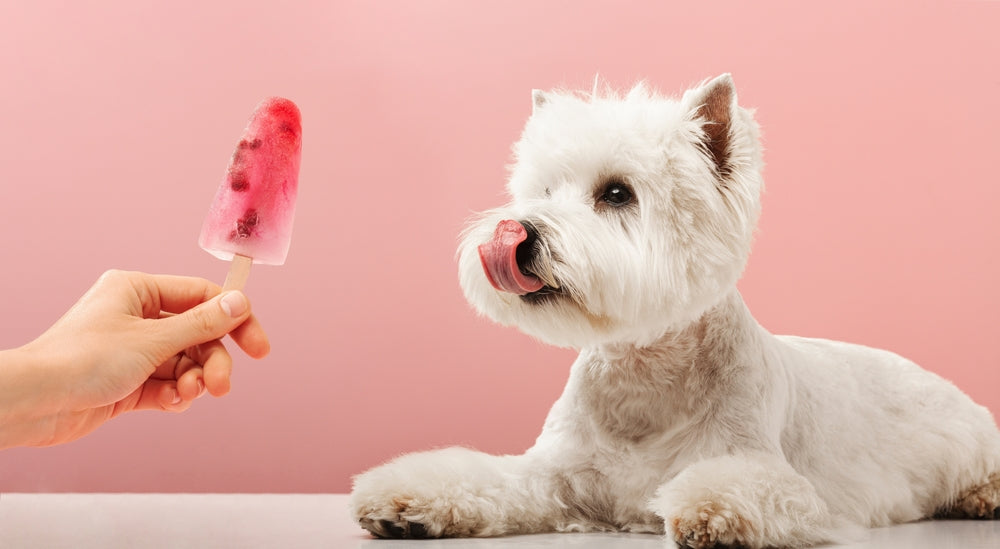 Summer Snacking: 20 Foods to Keep Off Your Dog's Plate