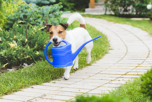 From Fido to Ficus: A List of Pet-Friendly Plants for Your Garden