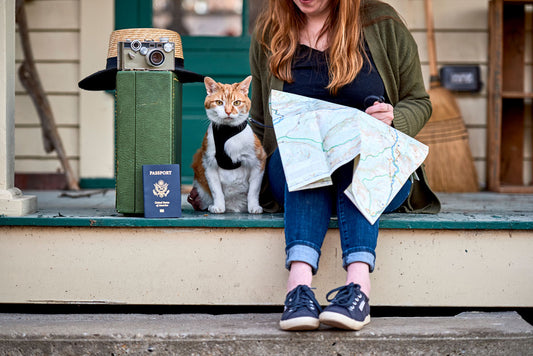 How to Travel with a Cat: 18 Tips