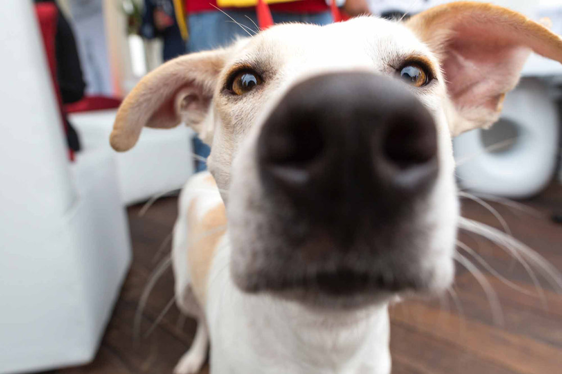 Why Are Dogs' Noses Wet?
