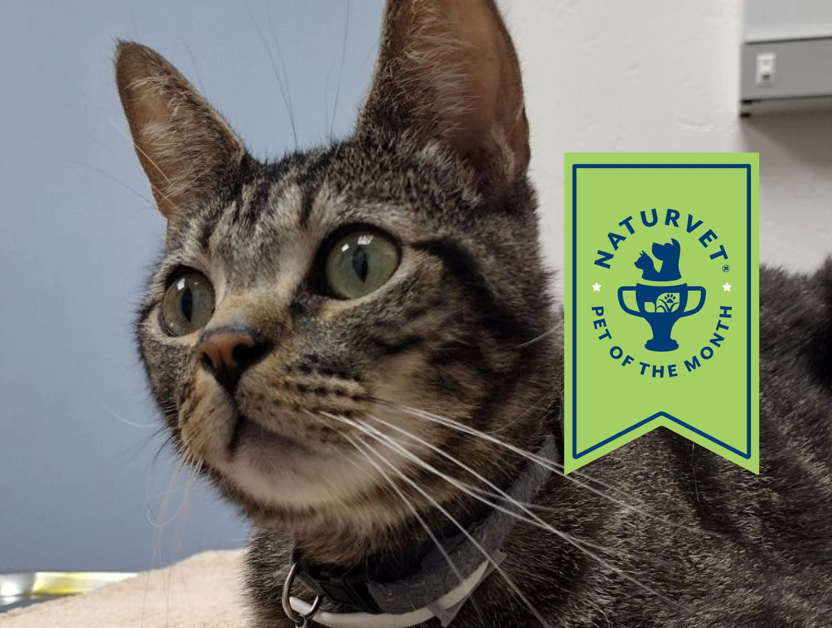 Meet Baby, <br>Our Pet of the Month