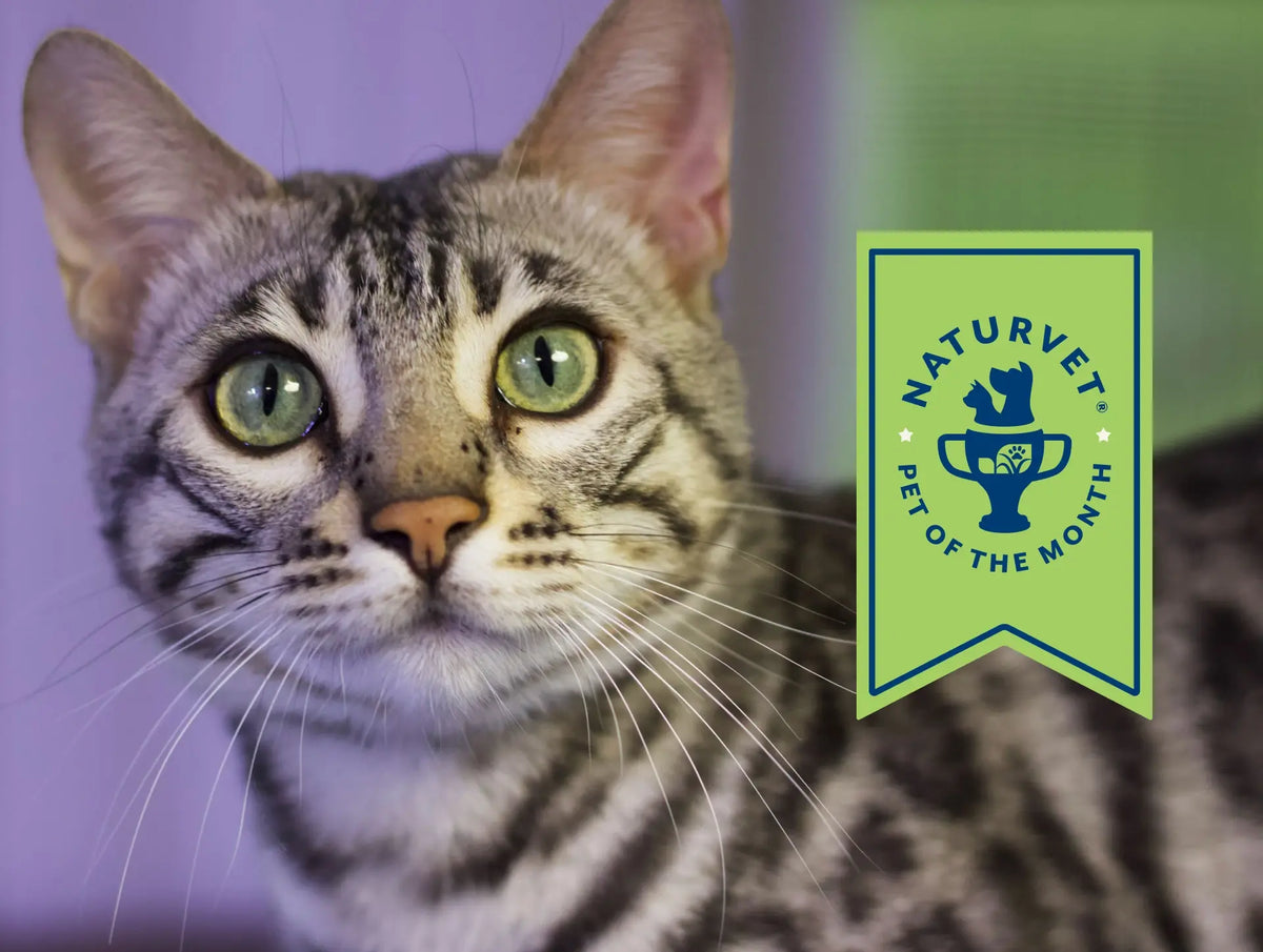 Meet Eden, <br>Our June Pet of the Month.