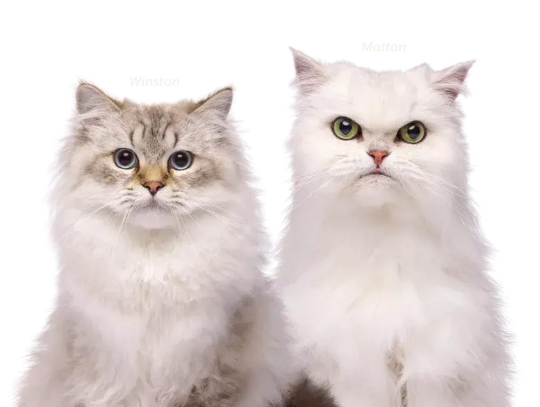 collection banner
