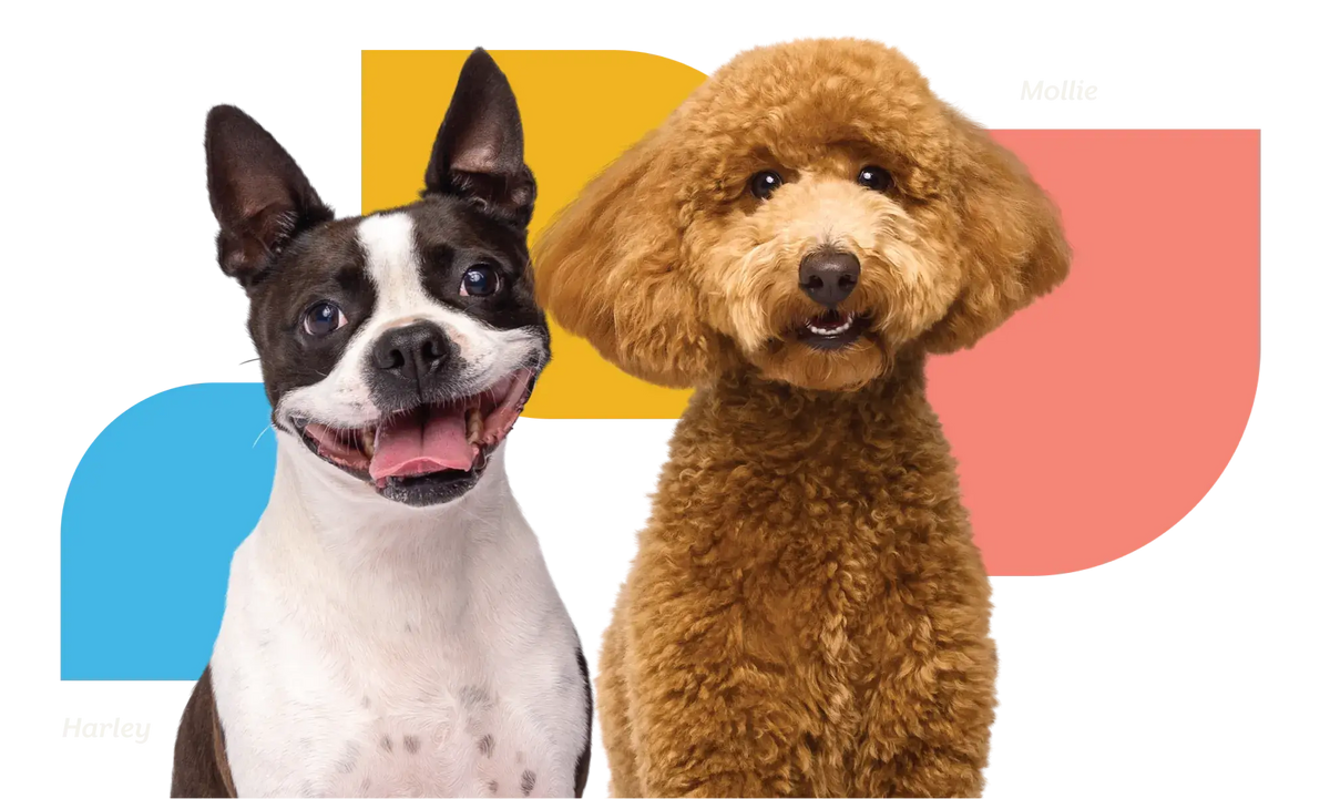 collection banner