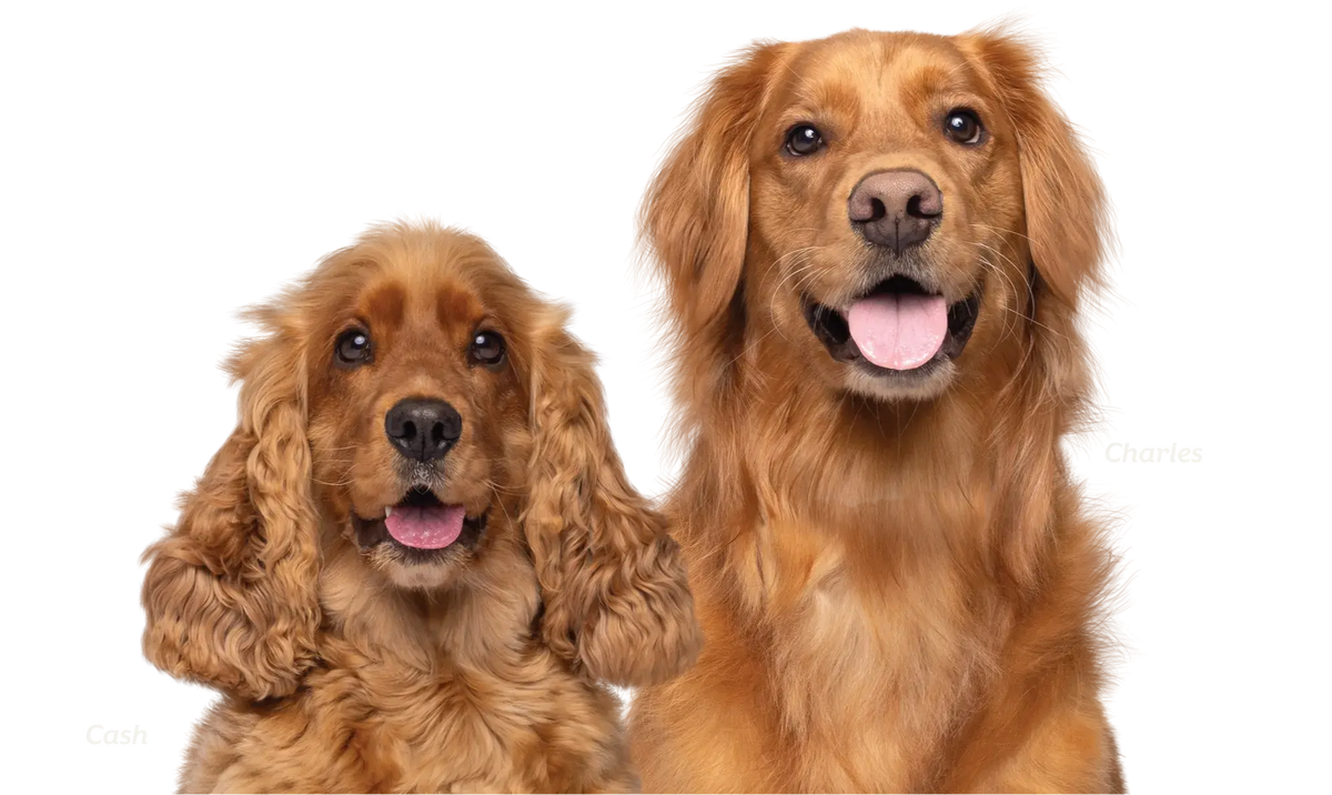 collection banner