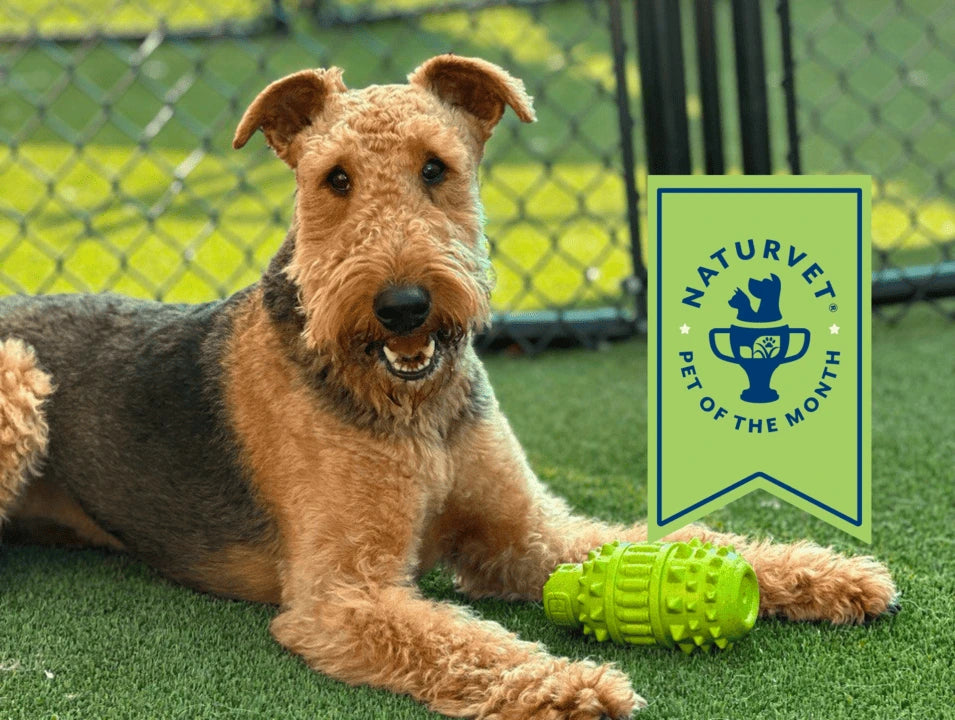 Meet Poppy, <br>Our July Pet of the Month.