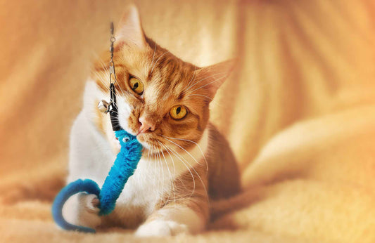The Best Cat Toys: 5 New Ways to Play