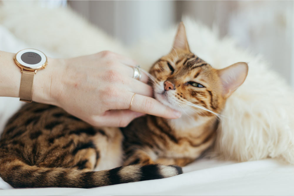 bengal cat being pet by owner