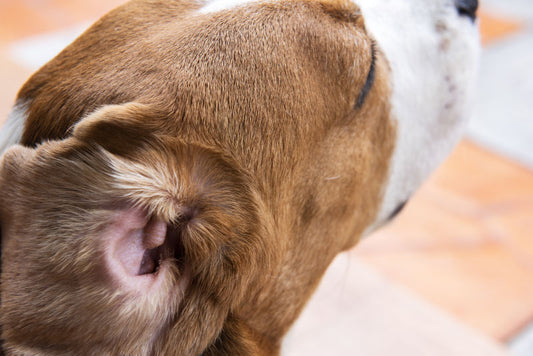 dog with ear flipped open to show infection