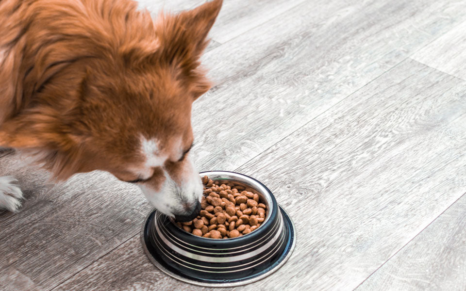 dog eats out of food bowl