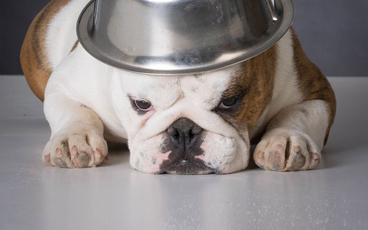 dog laying down with food bowl o top of its head