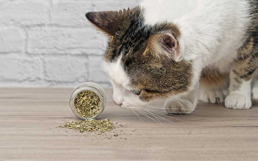cat sniffing spilled catnip out of jar