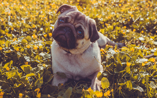 curious pug sitting over a leaf field