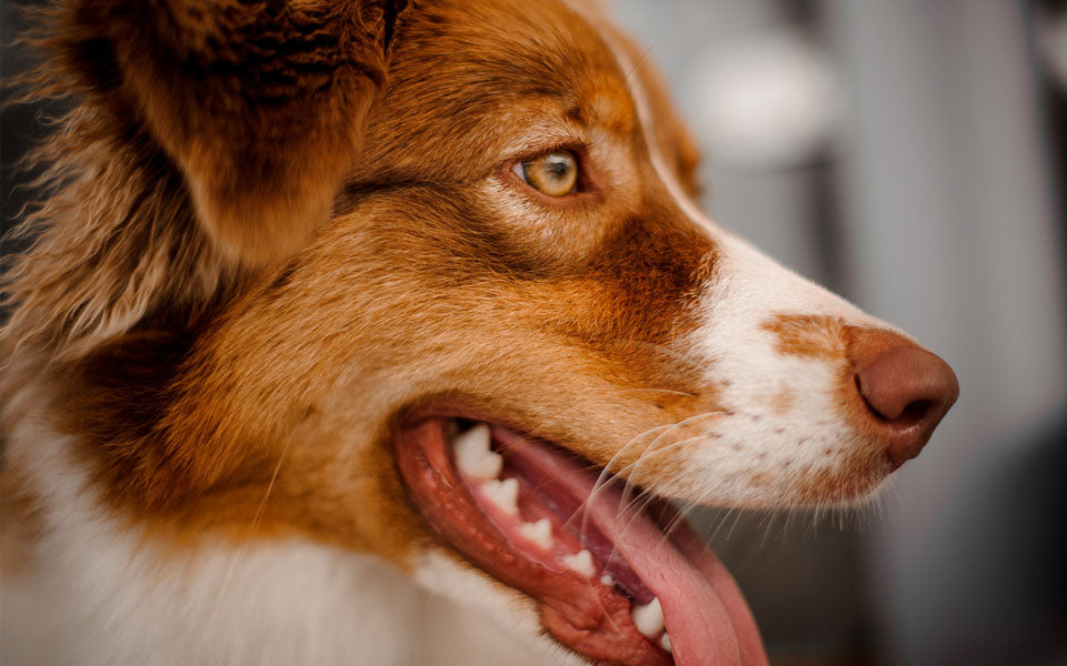 up close side profile of dog with tongue out