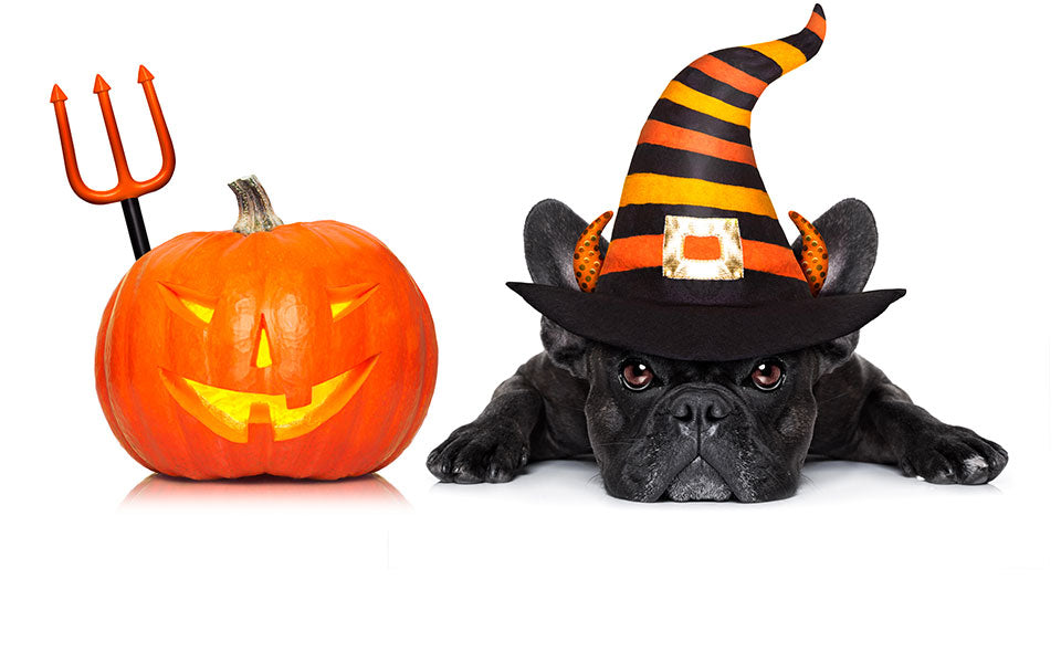 black pug puppy in witch hat lays next to jack-o-lantern