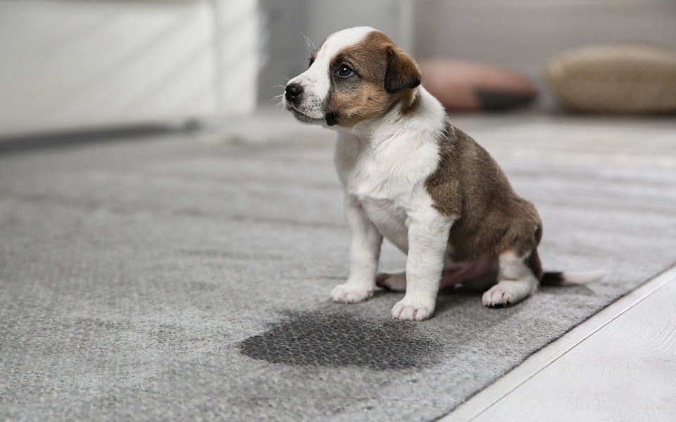 guilty puppy sits next to puddle of pee