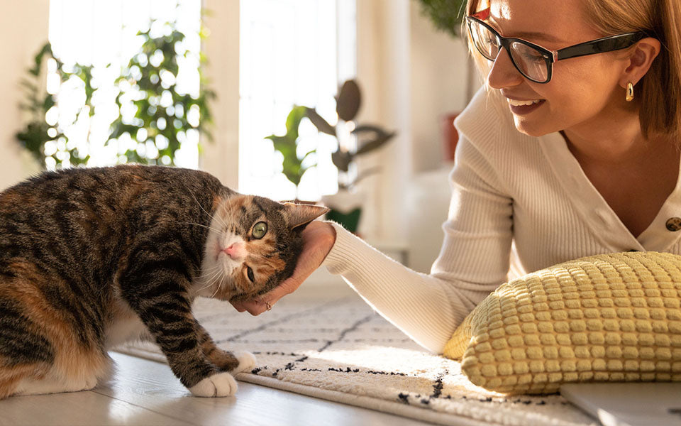 cat leans into woman scratching its head