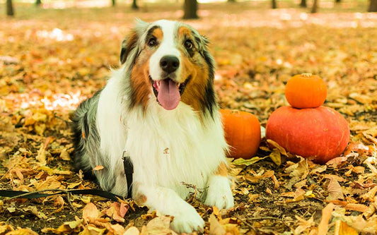 dog laying on ground over fall leaves next to three pumpkins