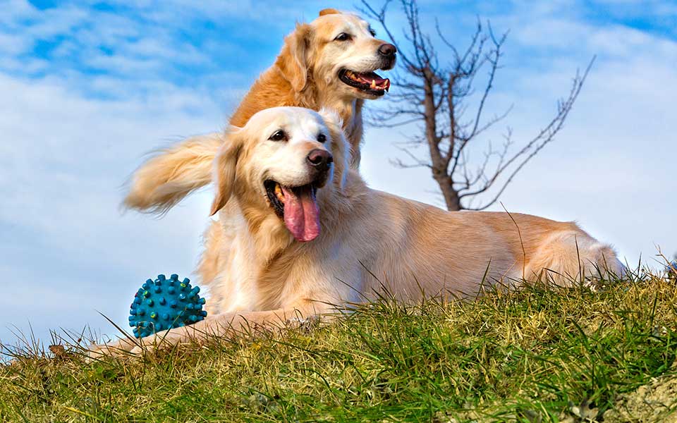 two white dogs sitting on grass next to a ball