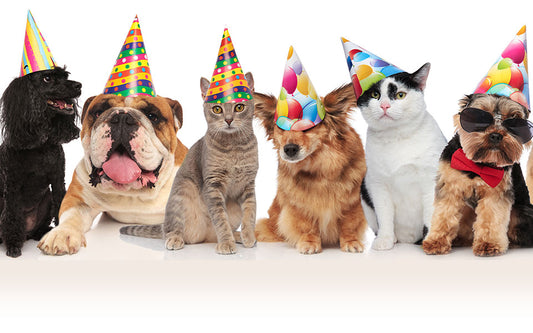 dogs and cats sit in a line wearing party hats
