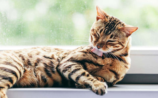 cat licking itself on windowsill