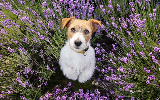 small dog in purple flower field
