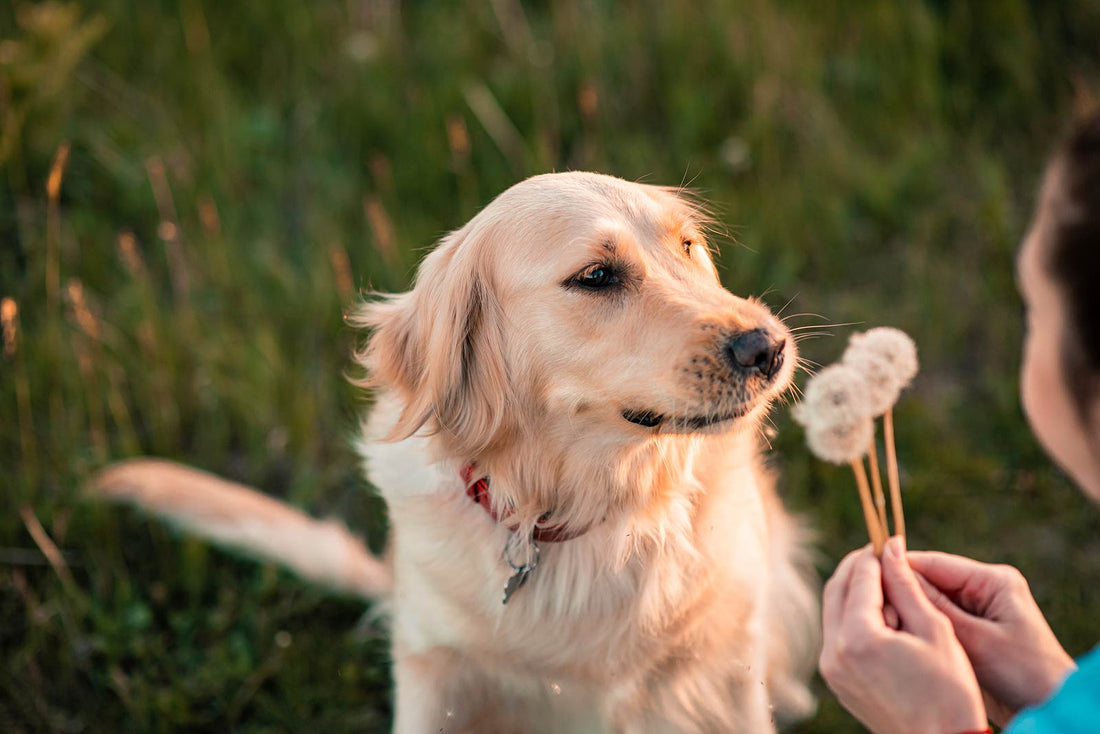dog sniffs the dandelions its owner holds up