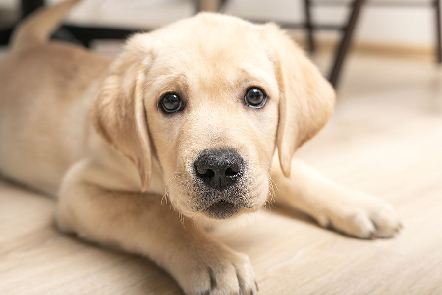 white labrador retriever puppy stares at camera