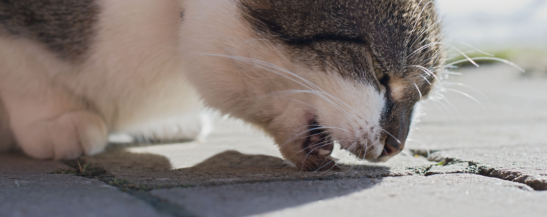 Hairball Remedies for Cats