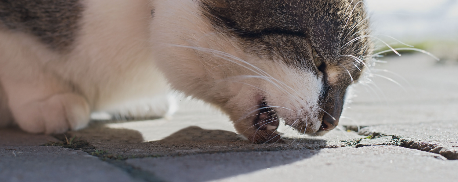 Hairball Remedies for Cats NaturVet®