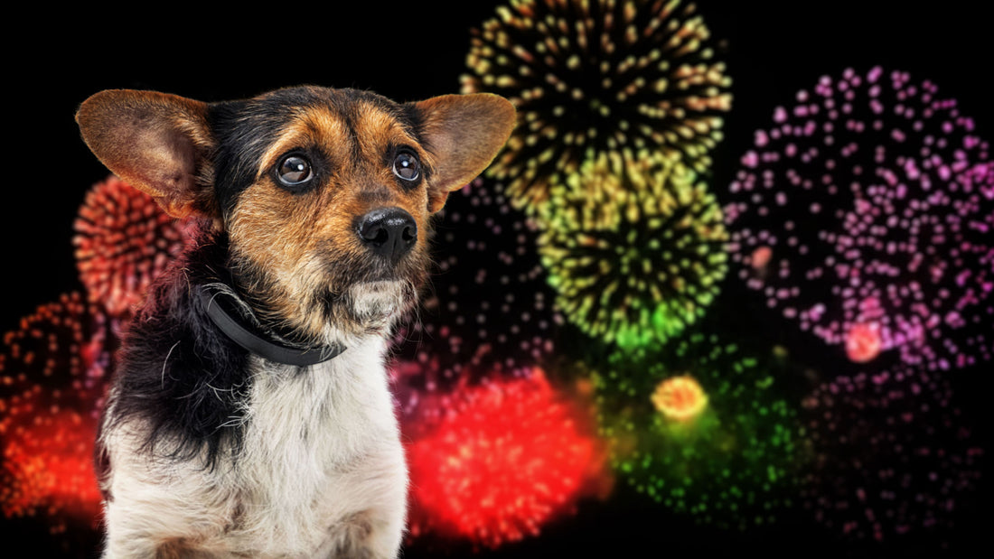 Dogs, Cats, and Fireworks: How to Prepare