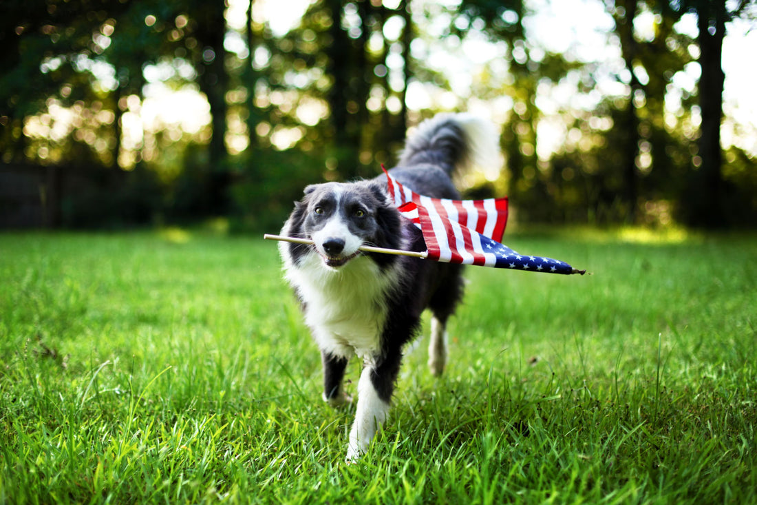 Presidential Pets: Every Dog to Step Paw in the White House