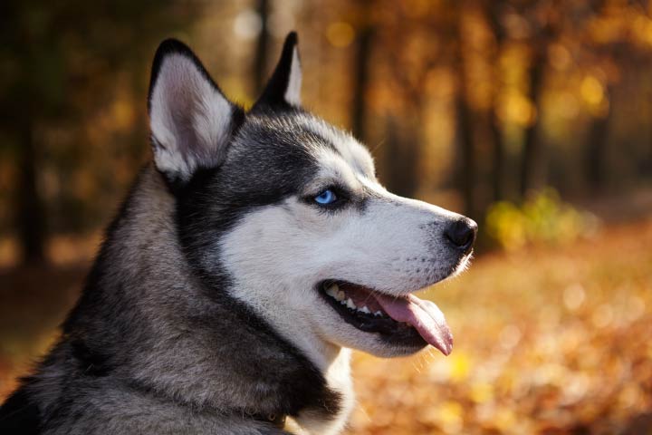 side profile of husky dog with tongue out