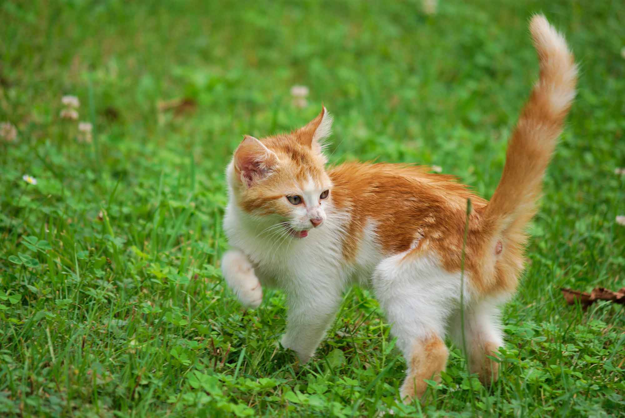 A White Ginger Cat Angry Face Expression, Portraits, Animals - Cats