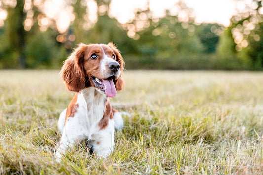 What to Give a Gassy Dog