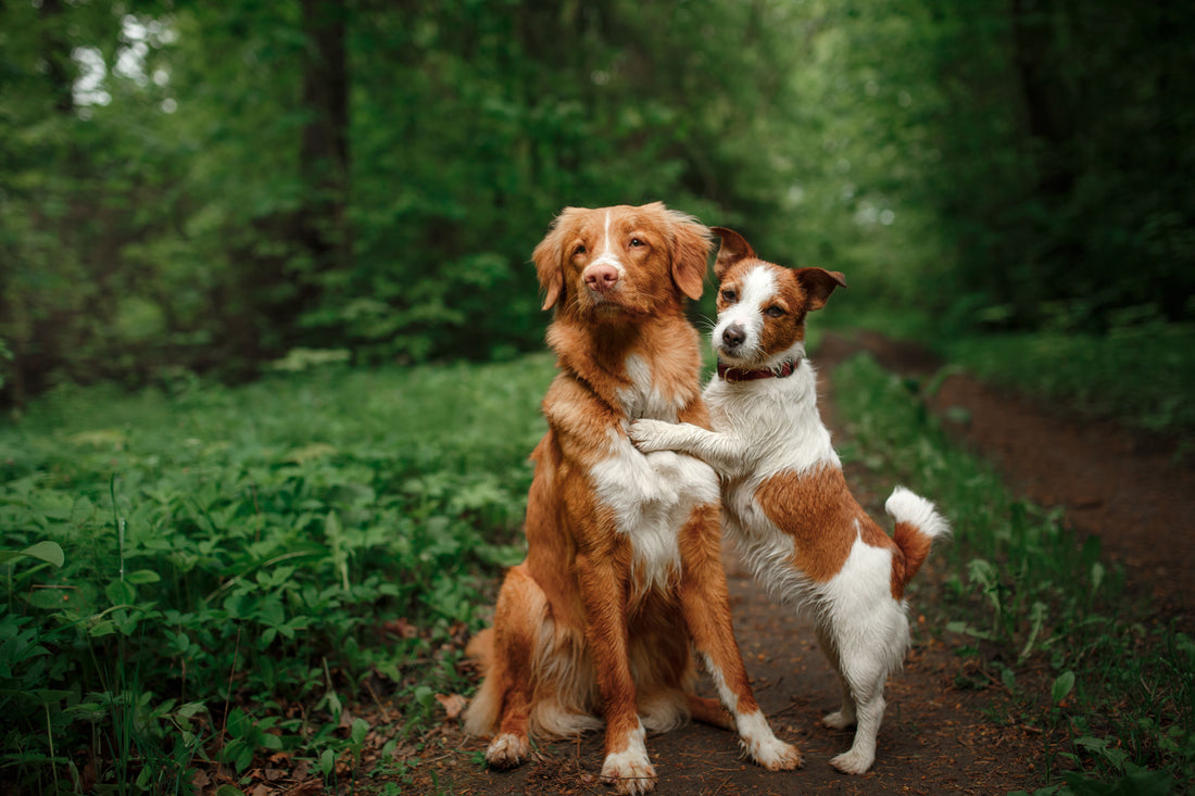 dog mom and puppy hug each other while sitting on grass