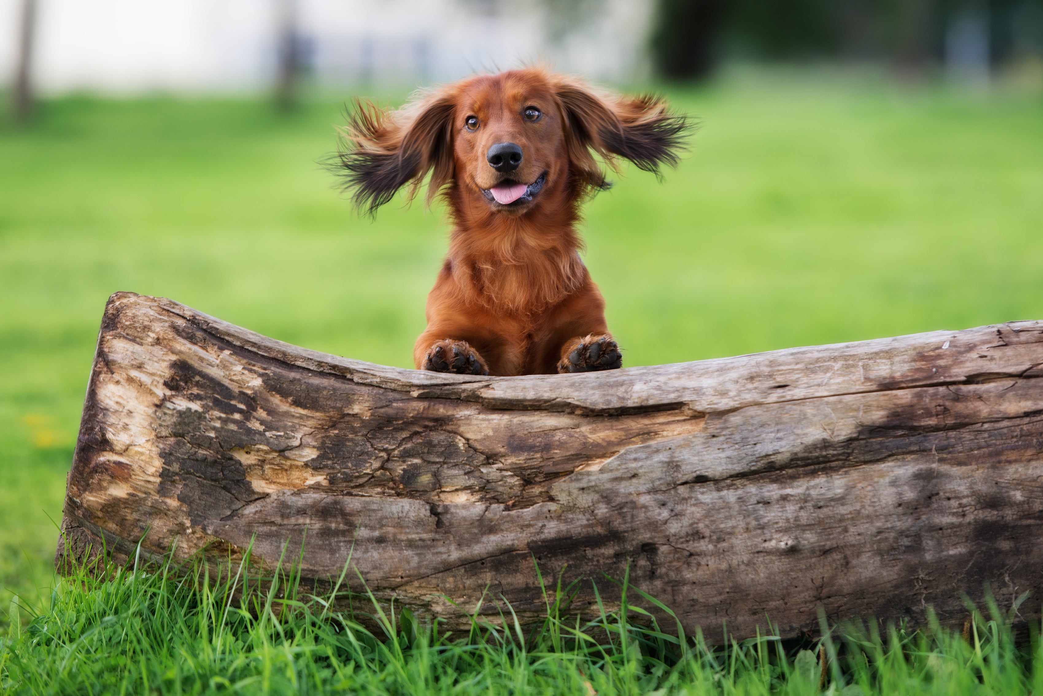 5 Highly Successful Health Tips for Basic Pet Care - NaturVet®