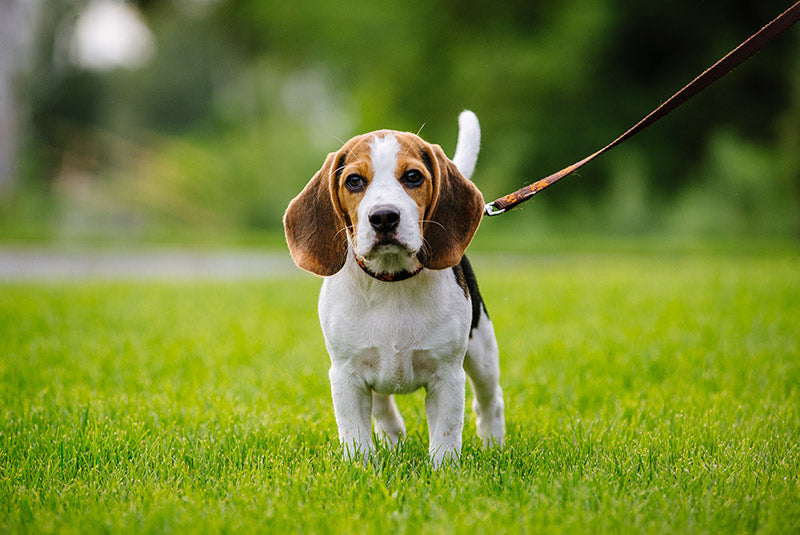 12 Friendliest Dog Breeds Friendly Dogs For Families 12 Friendliest Dog Breeds Friendly Dogs For Families